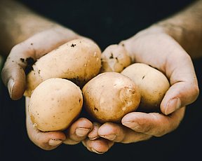 Kartofler finder man i mange vejboder og gårdbutikker i Danmark
