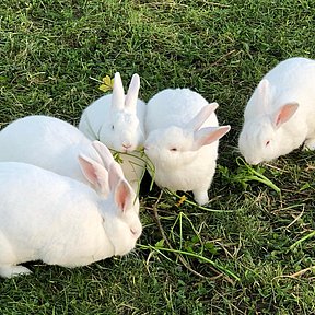 Kaniner fra Kokærgård