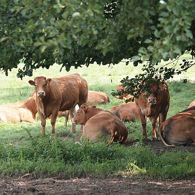 Limousin kvæg fra Lynghøjgaard