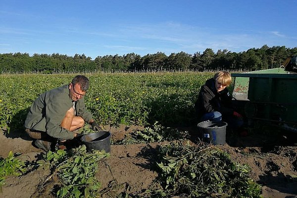 Læsø Økologi dyrker lækre kartofler