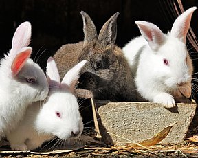 Kaninkød er det klimavenlige valg