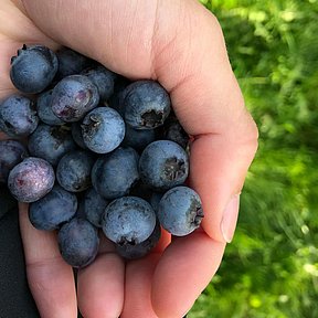 Flotte blåbær fra Thy Økobær