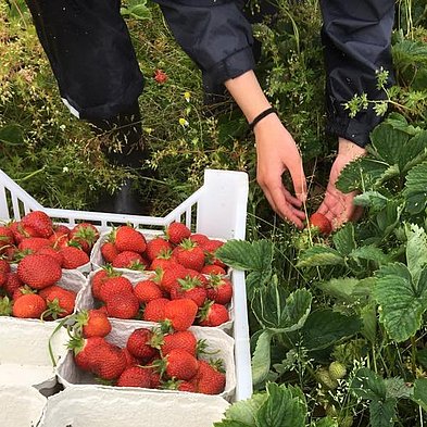 Pluk dine egen jordbær hos Melbjerggaard ved Skive