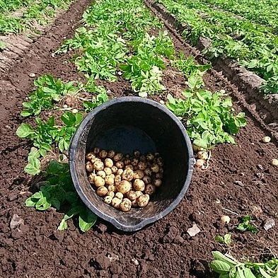 Lokale kartofler fra Melbjerggaard ved Skive