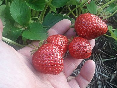 Lækre jordbær fra Ellengaard Planteskole