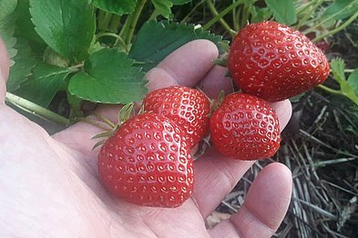 Selvpluk jordbær fra Ellengaard Planteskole
