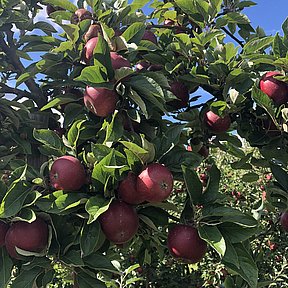 Lækre æbler fra Ullemose Frugt på Fyn
