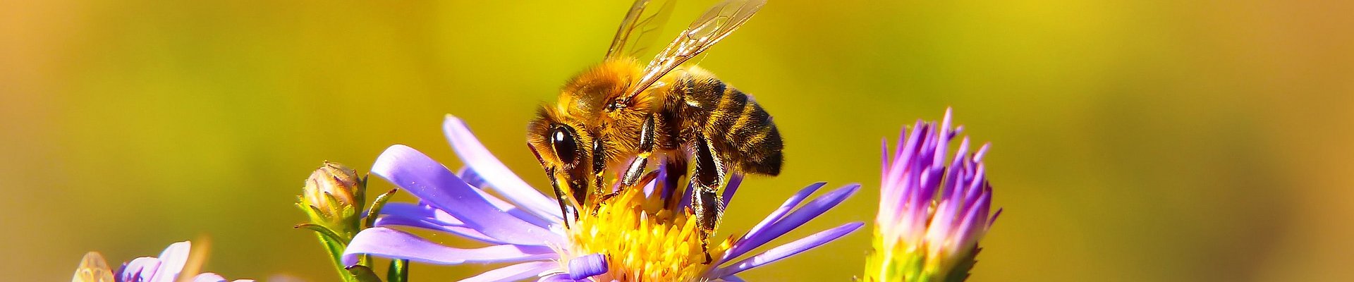 Køb honning fra lokale danske biavlere